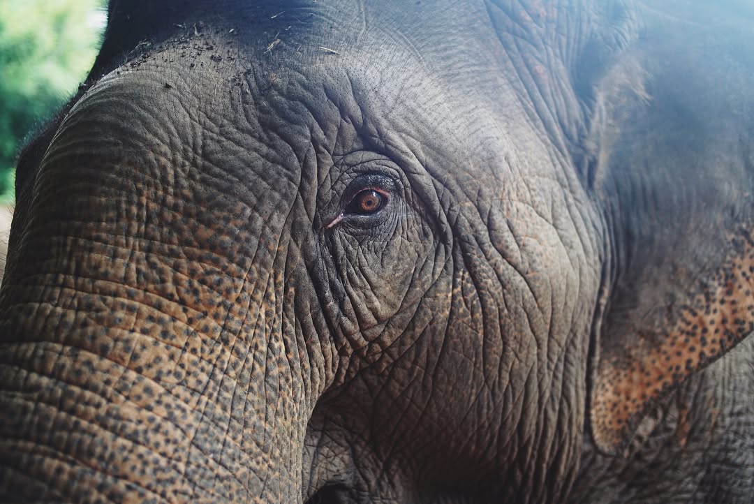 Chiang Mai